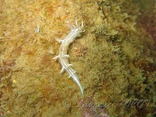 Ma limace Tritonia lineata 12.JPG - Mer de la Manche - Cherbourg